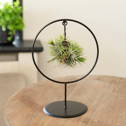 Tillandsia Spikey Silver kreisförmig