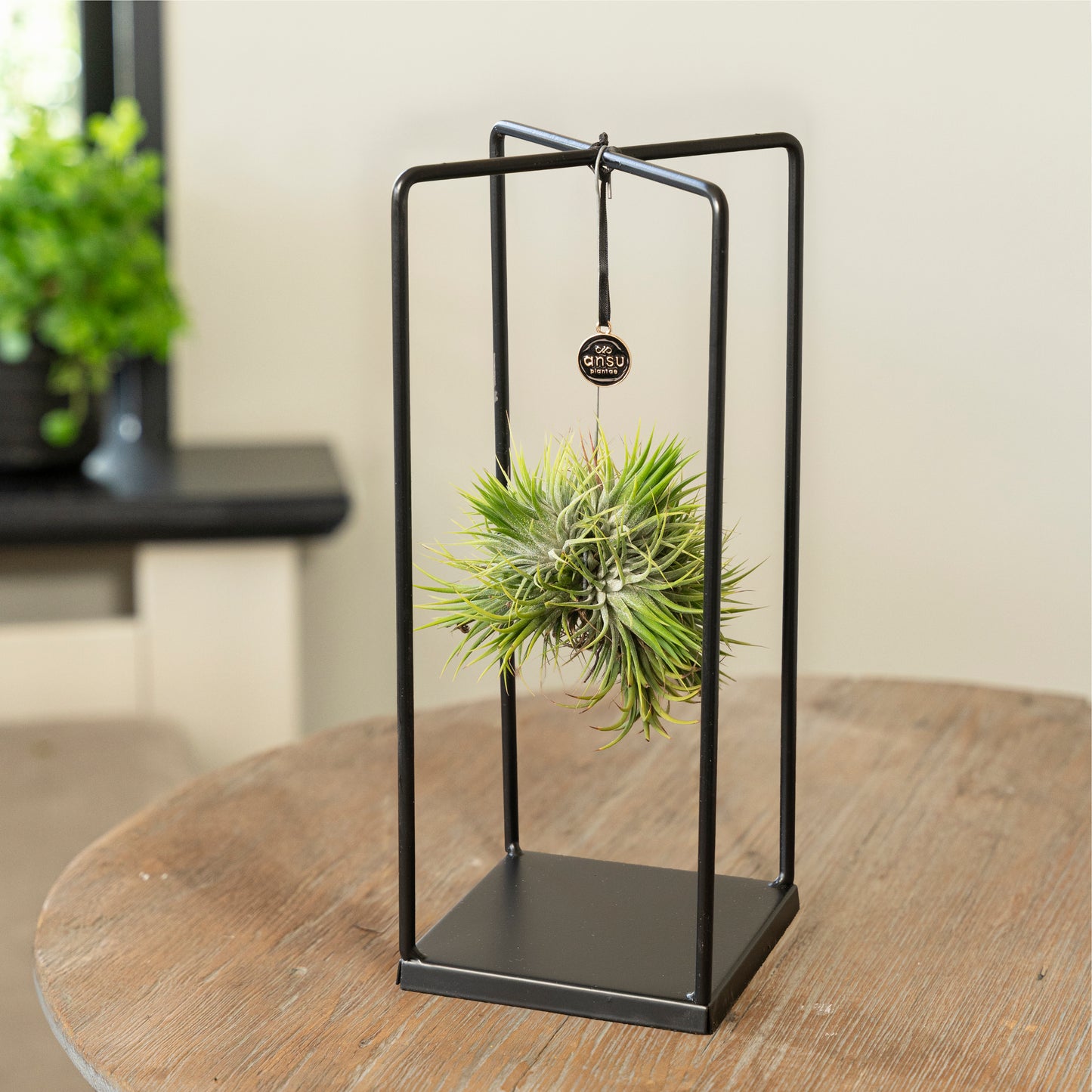 Tillandsia Spikey Silver vierkant