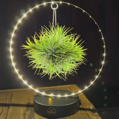 Tillandsia Led editie zwart