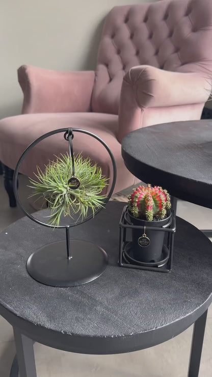 Tillandsia Kaktus Mega Bündel - 6 Stück