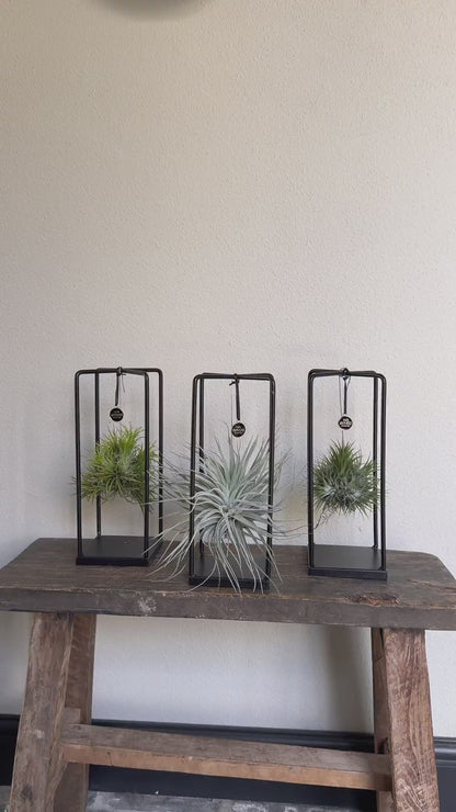 Tillandsia Small Bündel