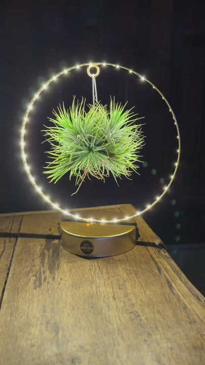 Tillandsia Led Édition