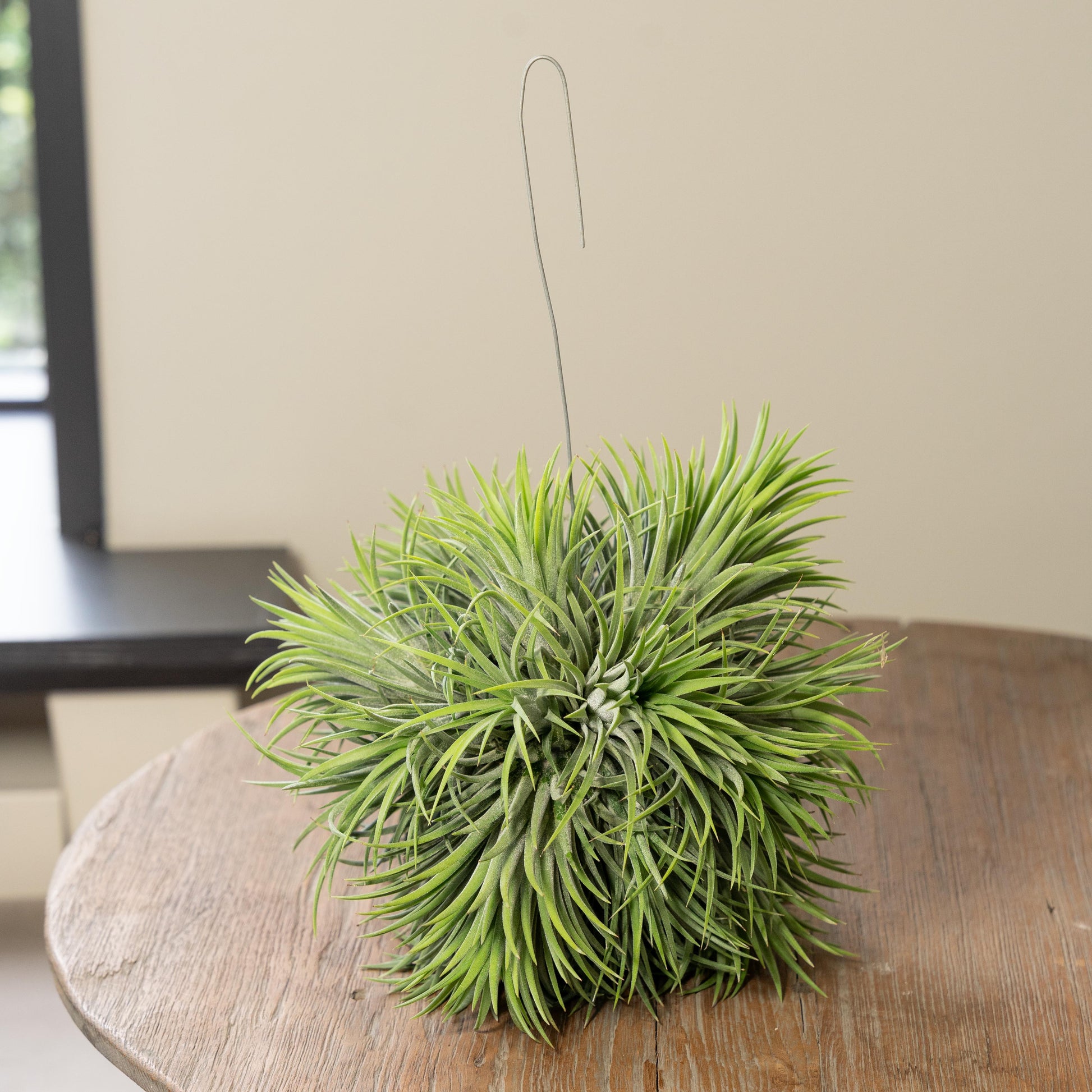 tillandsia Ionantha XXL los op tafel