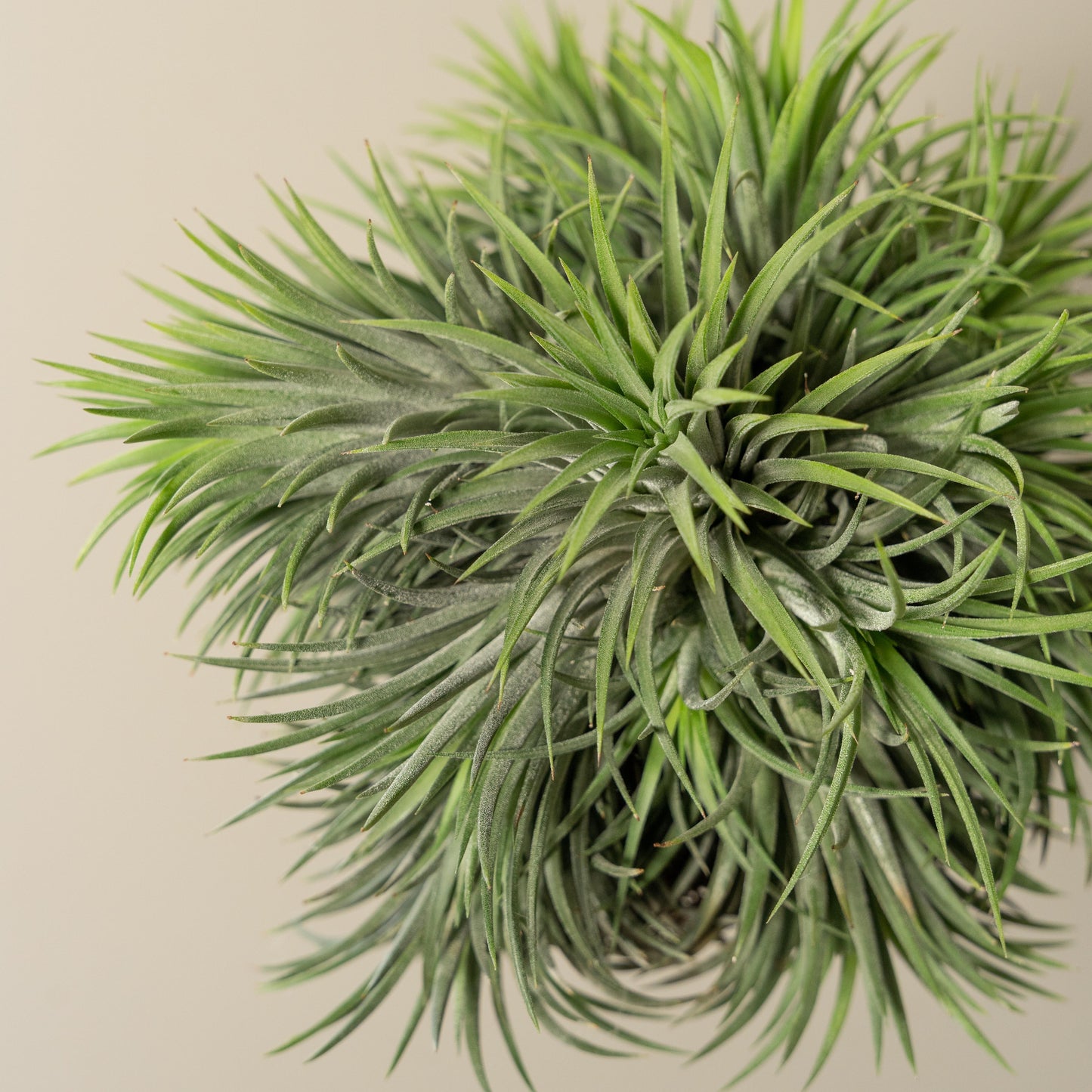 tillandsia Ionantha XXL los close up