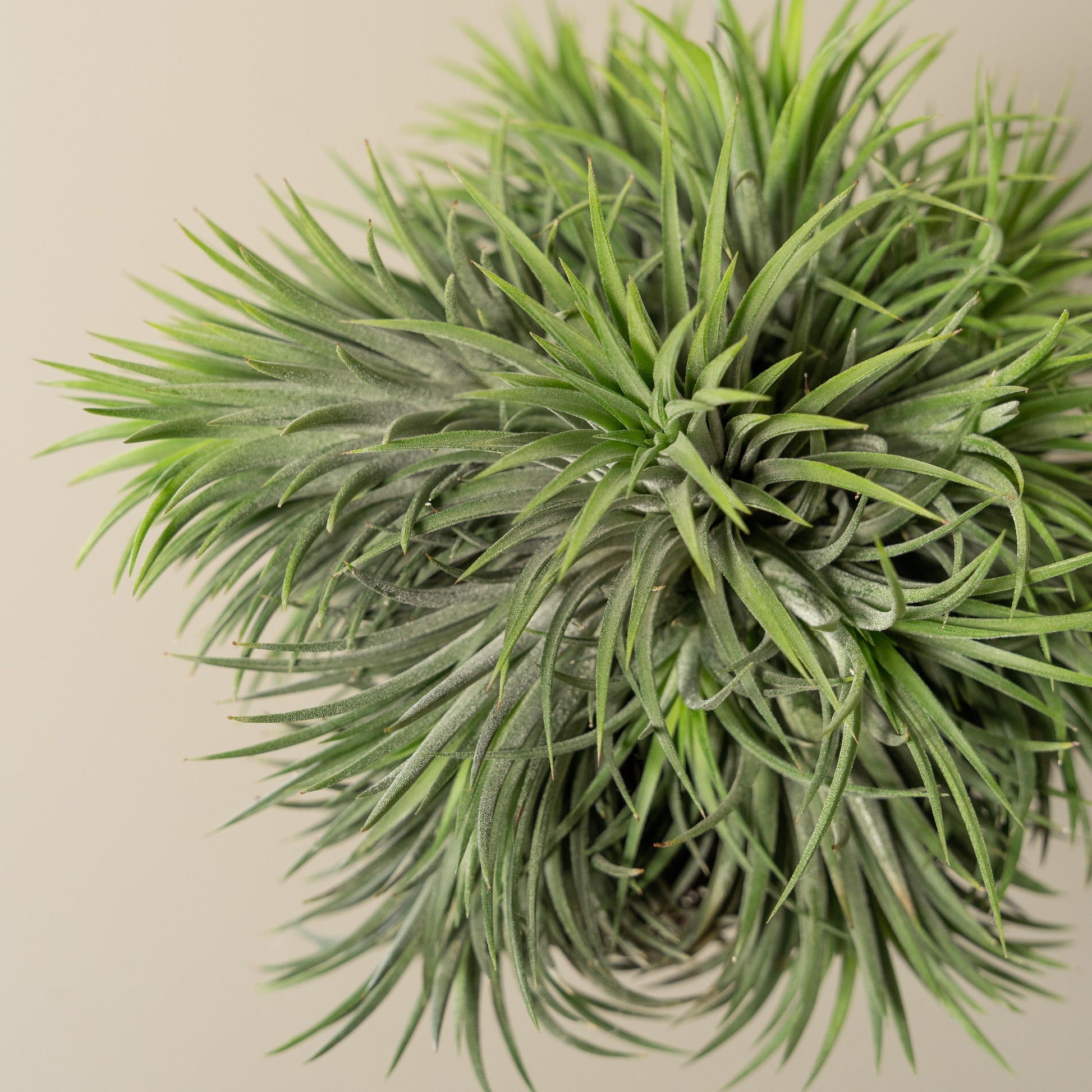 tillandsia Ionantha XXL los close up