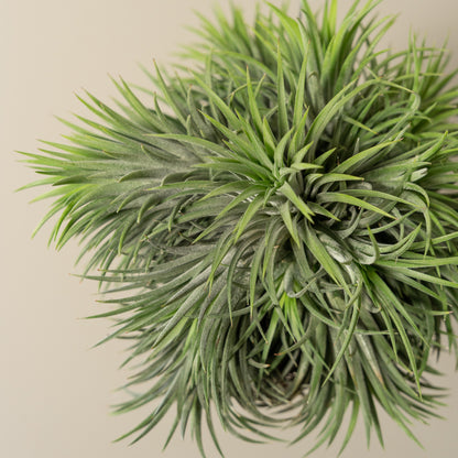 tillandsia Ionantha XXL los close up