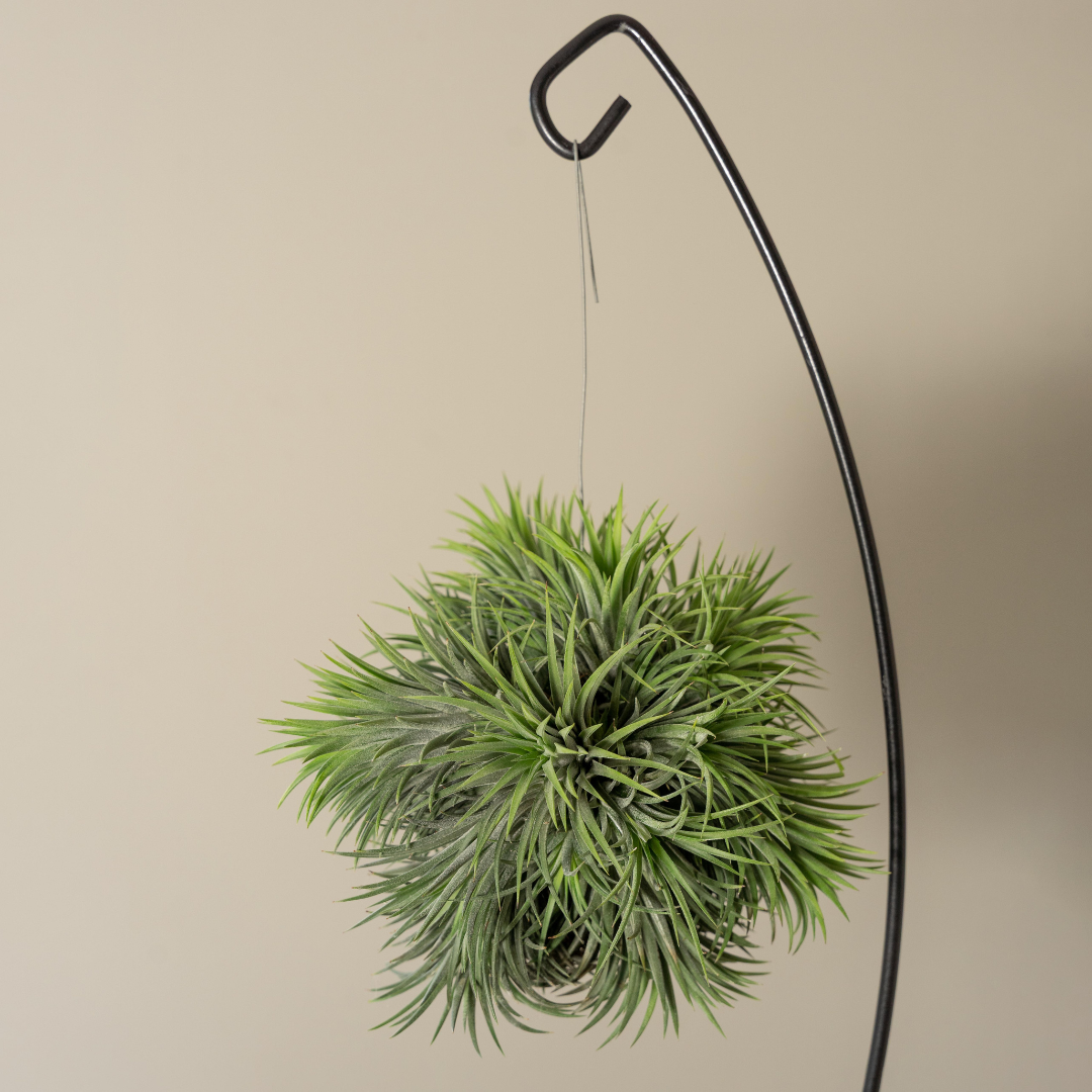 tillandsia Ionantha XXL hangend