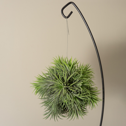 tillandsia Ionantha XXL hangend
