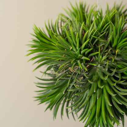 Tillandsia Spikey XXL lose