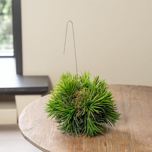 Tillandsia Spikey XXL lose