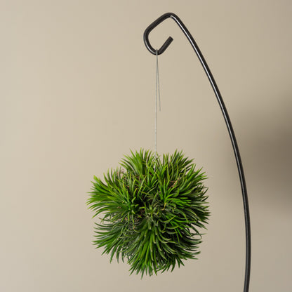 Tillandsia Spikey XXL lose