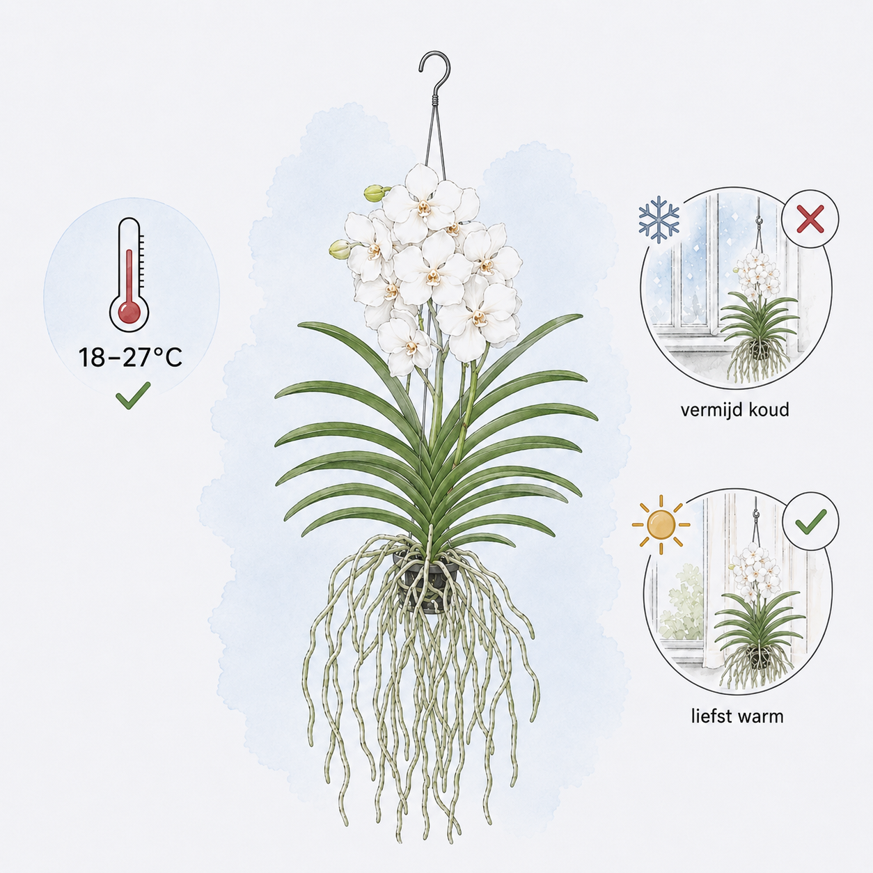 Witte Vanda orchidee met temperatuuradvies tussen 18 en 27 graden.