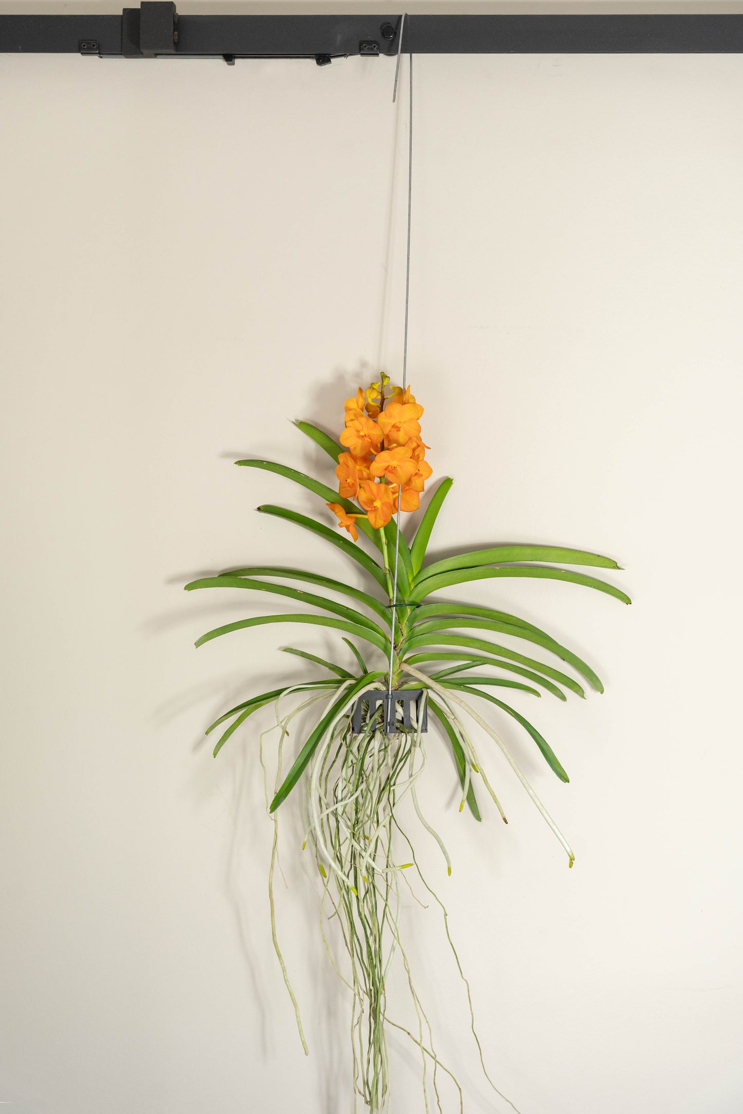 Vanda Moyen