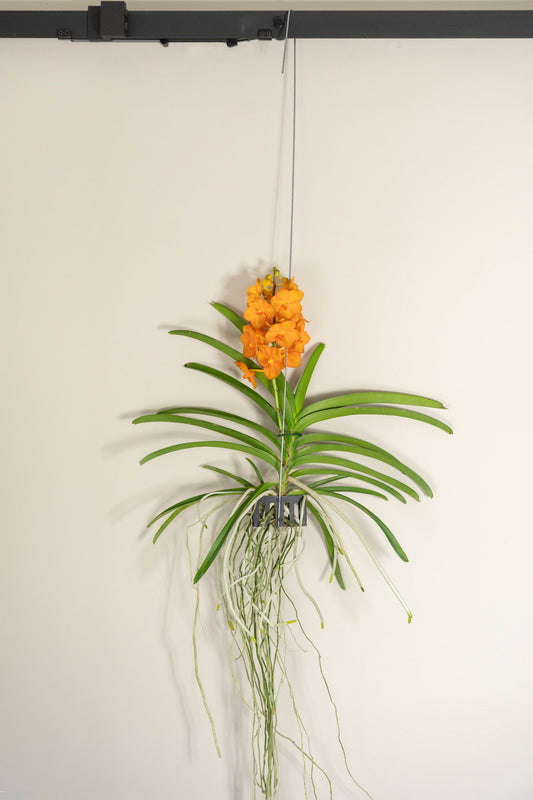 Vanda Medium