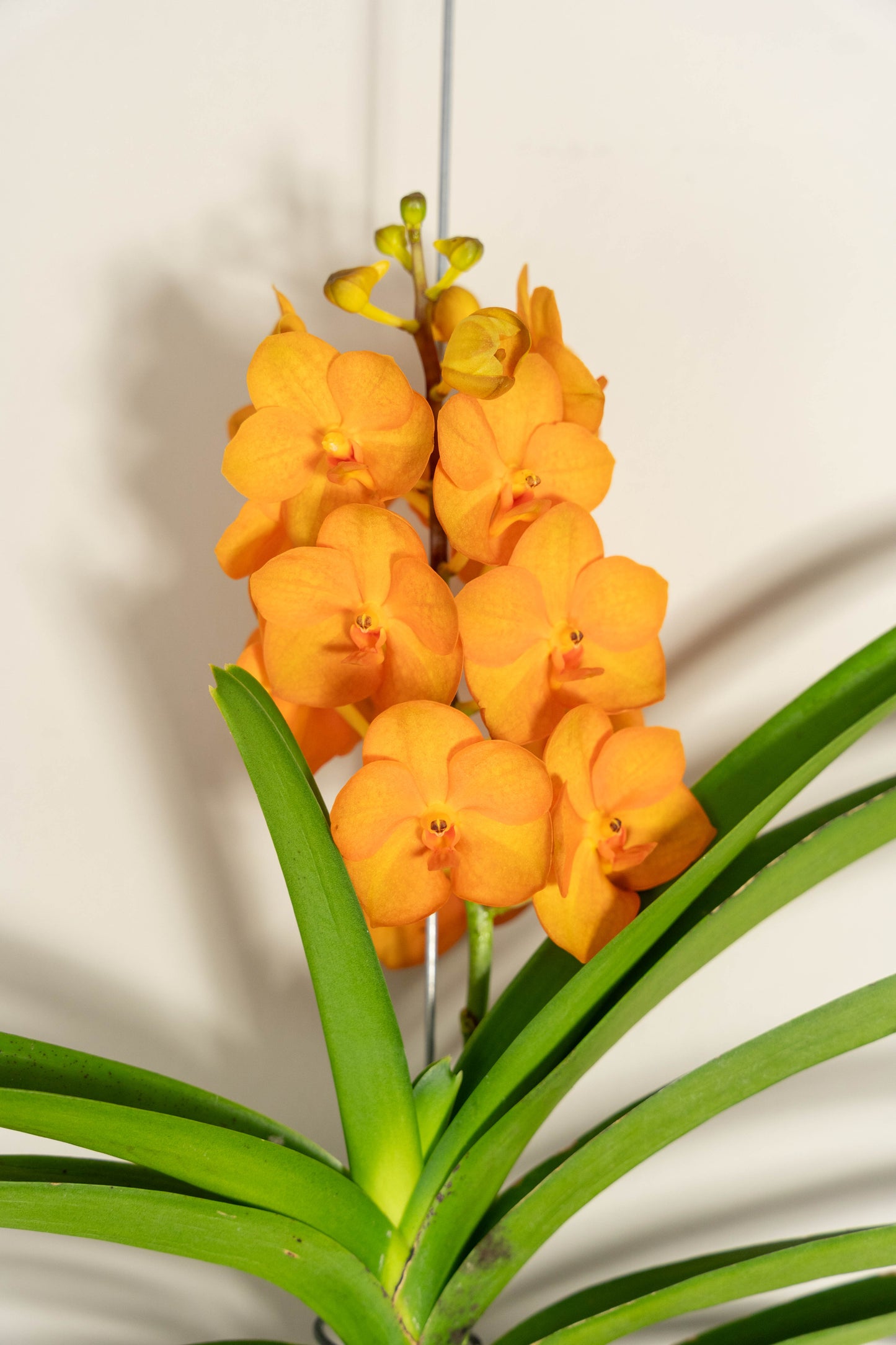 Vanda Moyen