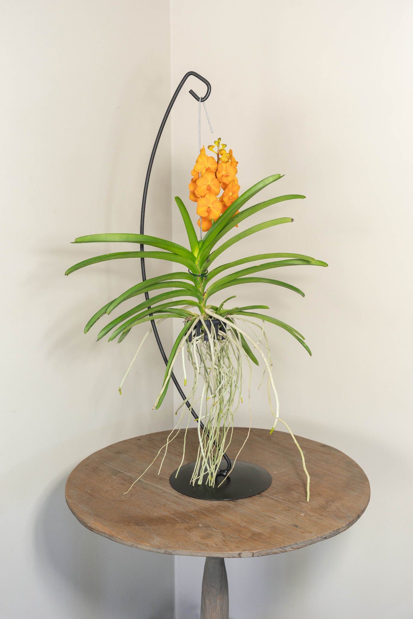Vanda Medium