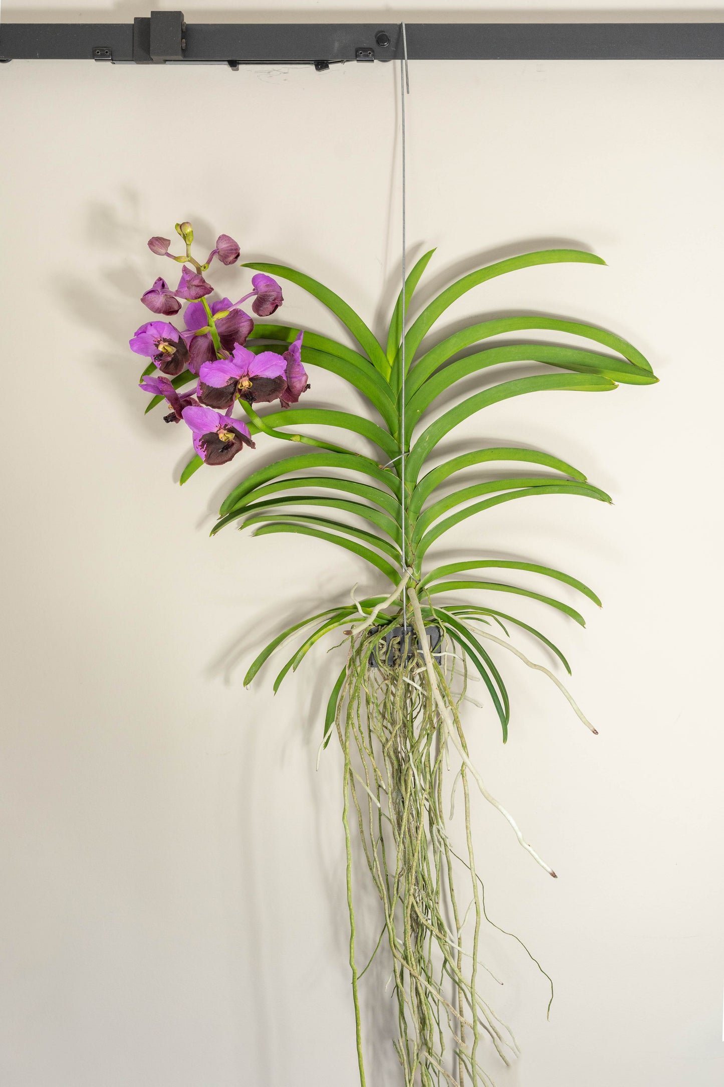 Vanda Groß