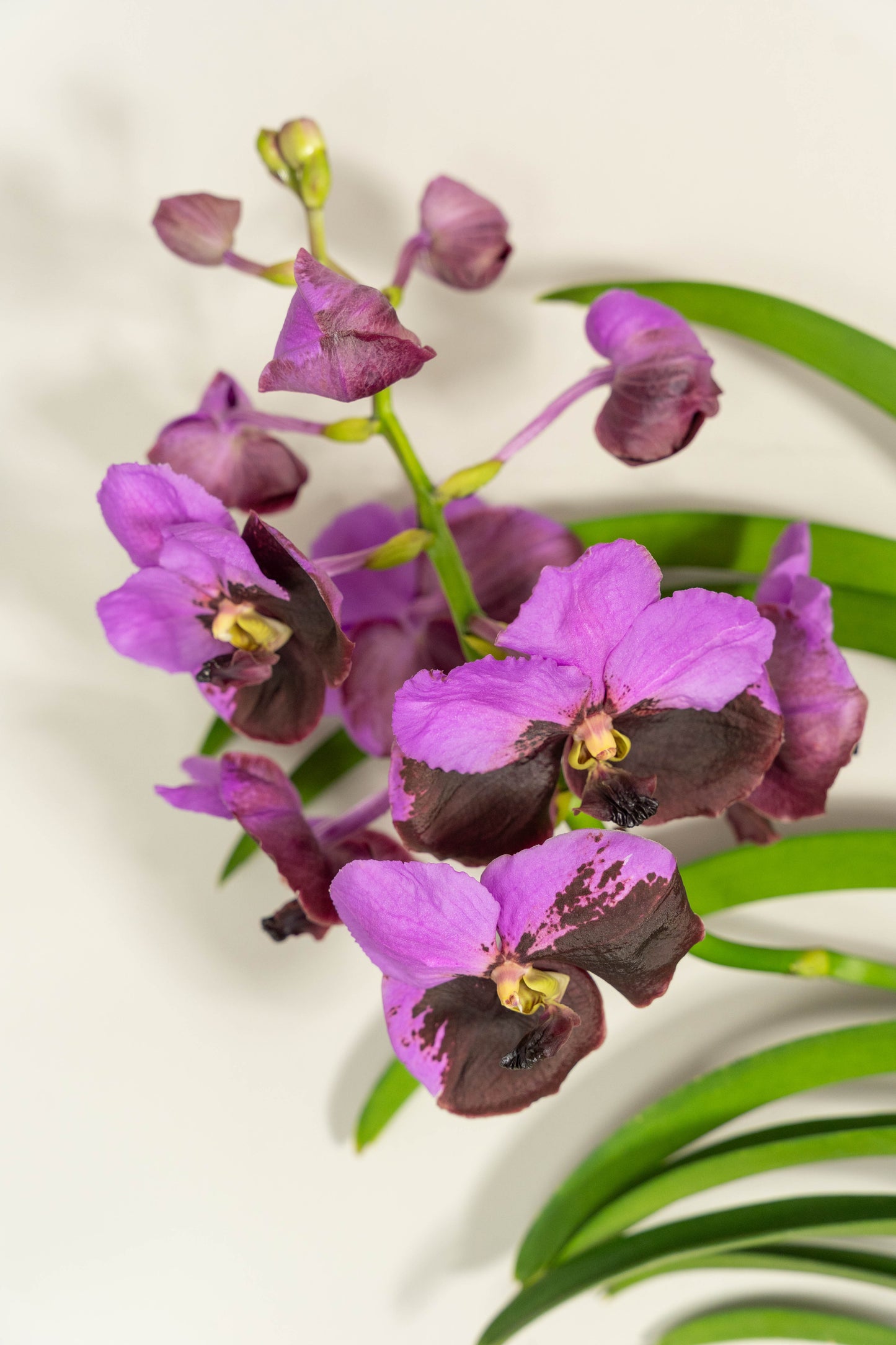 Vanda Groß
