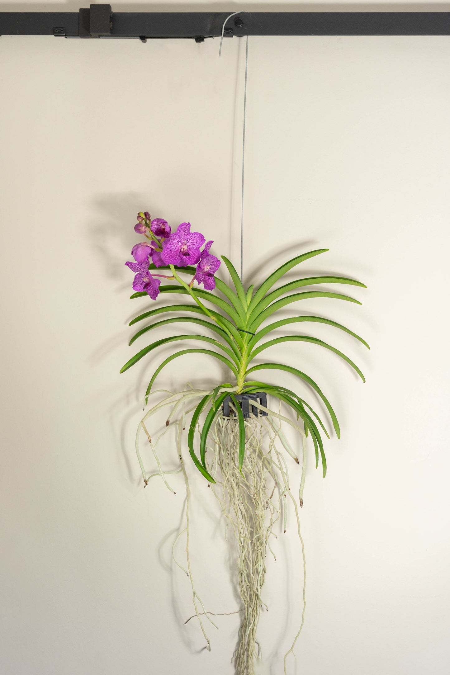 Vanda Moyen