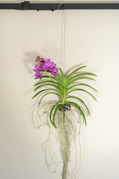 Vanda Moyen