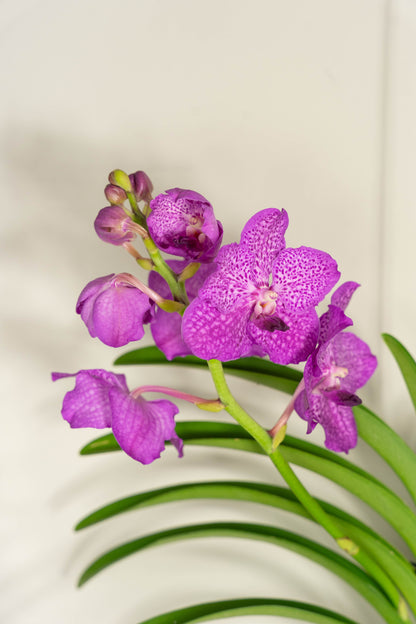 Vanda Moyen