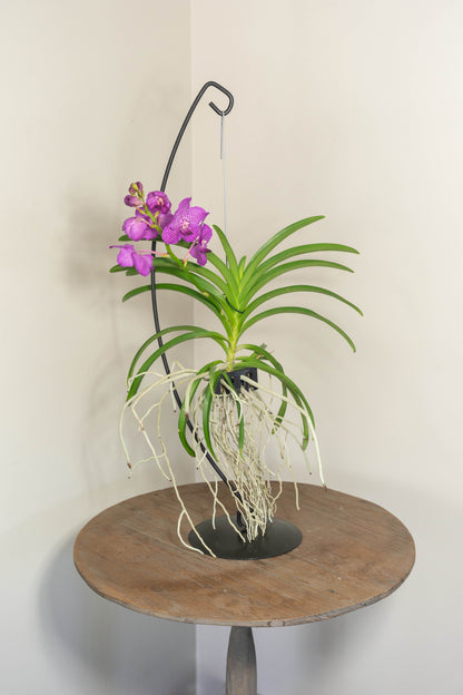 Vanda Medium