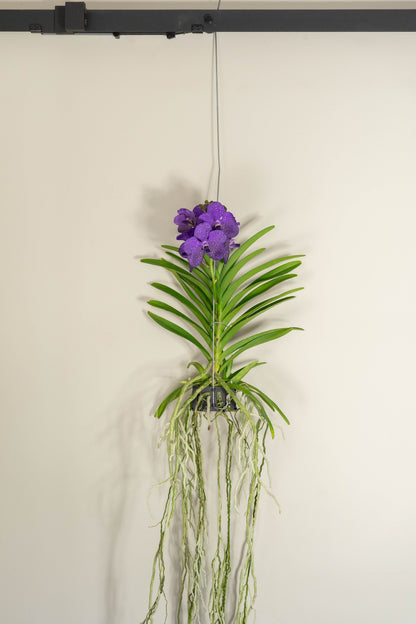 Vanda Moyen