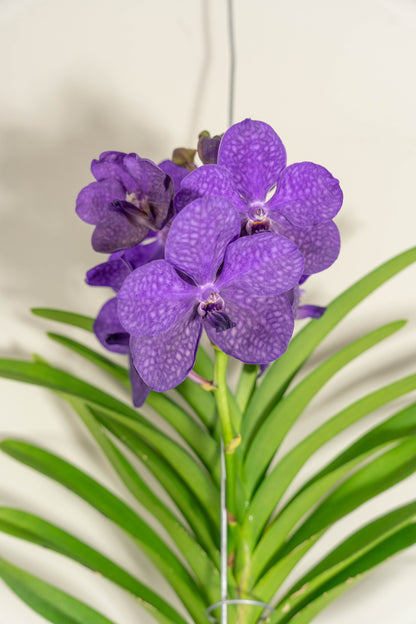 Vanda Moyen