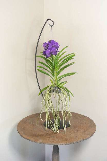 Vanda Medium